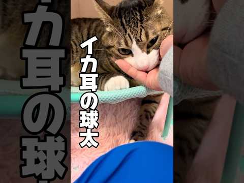 猫の動画サムネイル - イカ耳になるには理由がある#cats #shorts #球太