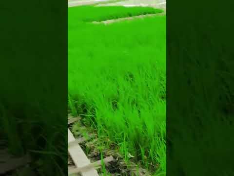 #jiskeaanesemukammalhogayithizindagisong