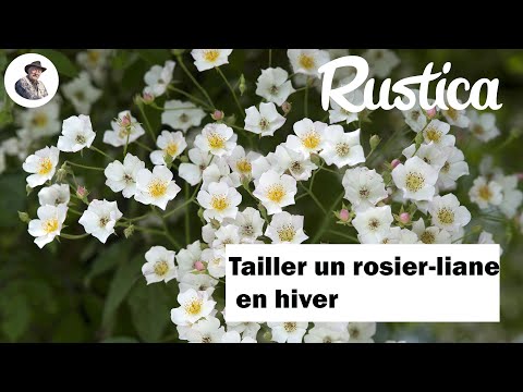 Taille d'hiver d'un rosier liane