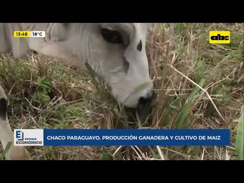 Enfoque Económico: Chaco paraguayo, producción ganadera y cultivo de maíz