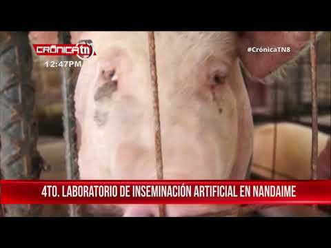 Inauguran laboratorio de inseminación artificial porcina en Nandaime  – Nicaragua
