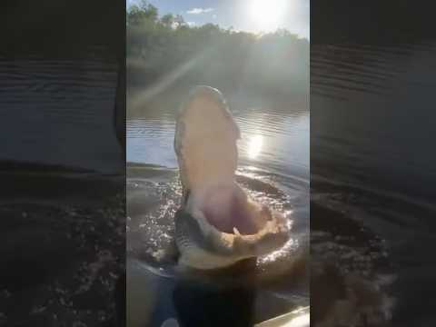 O Jacaré Que Comeu Um Drone e o Fez Gravar Por Dentro #curiosidades #mundoanimal #bicho