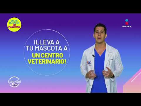 Cómo evitar el golpe de calor en tus mascotas | Tips Mascotas | Sale el Sol