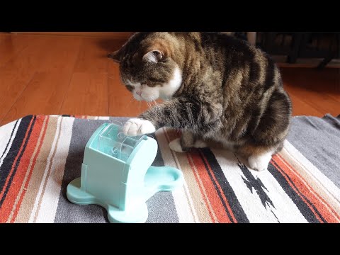 知育トイチャレンジなねこ。-Educational Toy Challenge and Cats.-