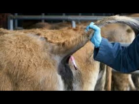 Déserts médicaux : les campagnes délaissées par les vétérinaires