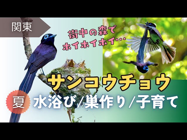 5～6月に、月日星（ツキ！ヒ！ホシ！ホイホイホイ）と魅力的な鳴き声をするサンコウチョウ観察へ。5回ほど訪れて色々なシーンを観察してきました。どこで見られるのか、観察できる場所やSONYα7RVで撮影した画像も載せています😊
〈目次〉
00:18 今回の内容ざっくり紹介
01:22 水浴び｜ホトトギス声から水場へ
02:02 水浴び｜サンコウチョウが水場へ降りてくる
02:43 水浴び｜サンコウチョウの美しい羽繕い✨
03:34 水浴び｜水場に来る他の鳥やアオダイショウ
03:53 巣作り｜サンコウチョウが枝にとまる
04:32 巣作り｜サンコウチョウがペアで巣作り
06:03 抱卵｜声がしている上の方へ向かう
06:39 抱卵｜木々の裏から遠くの巣を見つける
07:08 抱卵｜ペアで卵を温める・仲良しメジロ
07:43 給餌｜サンコウチョウの可愛いヒナと親
08:15 給餌｜子育てに奮闘するオスのサンコウチョウ✨
09:28 サンコウチョウを見れる場所の紹介

動画をご覧いただき有難うございます
チャンネル登録・高評価をしていただくと励みになります😊

〈チャンネル登録はこちら↓〉

<a rel=