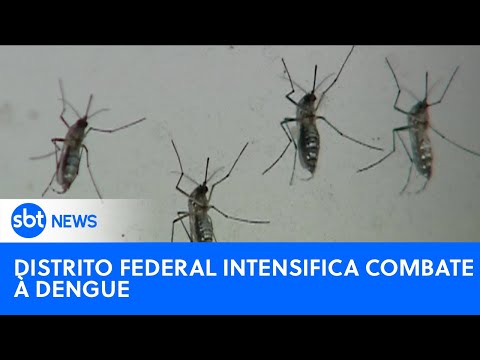 Distrito Federal realiza campanha de conscientização para prevenir a dengue |#SBTNewsnaTV (15/01/24)