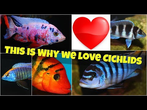 THIS IS WHY WE LOVE CICHLIDS! THE MOST POPULAR AQU Why are Cichlids so popular in the Aquarium Hobby? It's because of their color, personalities, diver