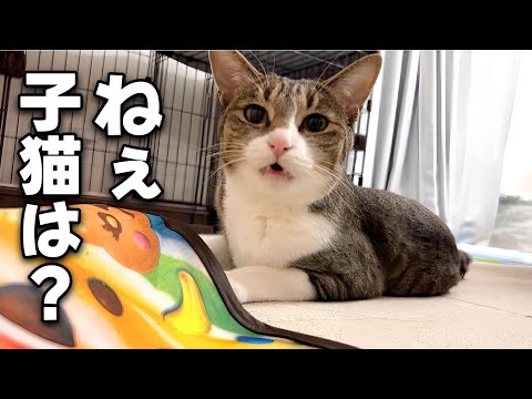 子猫がいなくなって寂しそうな甘えん坊猫にとても切なくなりました