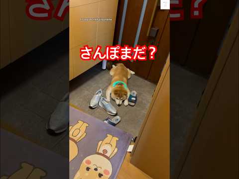 玄関で待つ柴犬のかわいらしい瞬間をご紹介 サムネイル