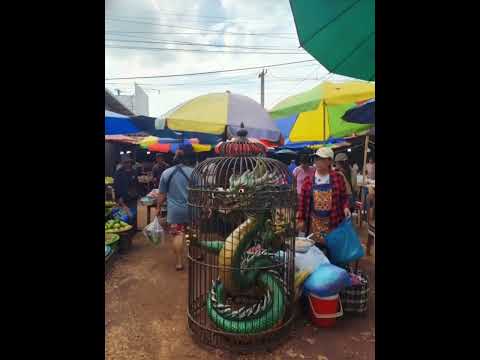 dragon in cage for sell