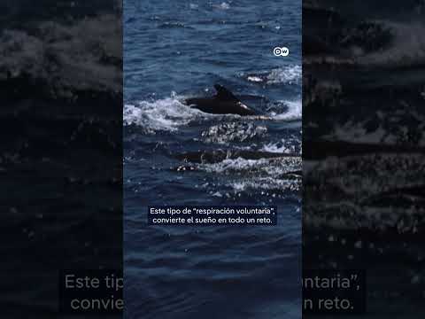 Captan imágenes inéditas de ballenas durmiendo, ¿lo habías visto? #shorts