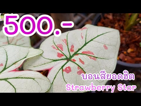 บอนสี-Strawberry-Star-ไม้ด่างท บอนสี-Strawberry-Star-ไม้ด่างท