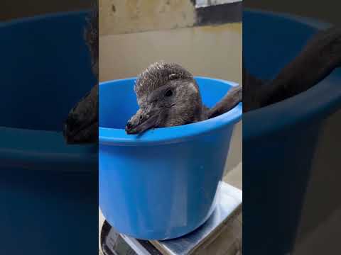 猫の動画サムネイル - 4/15ふ化🐣フンボルトペンギン生後41日目