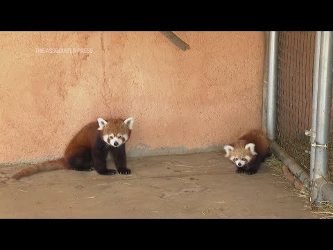 Cría de panda rojo  Nace en Zoo griego