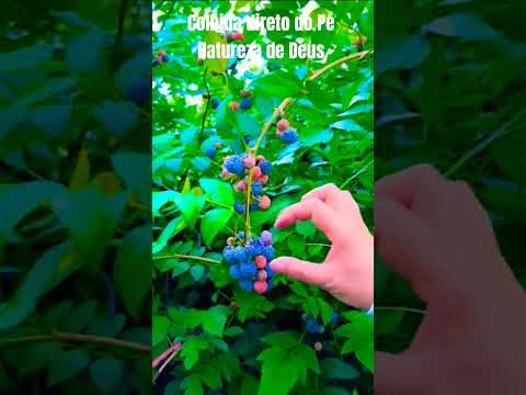 Magnífica Amora Azul Gigante ✨🌿✨🌿✨#horta #hortaemvaso #hortaemcasa