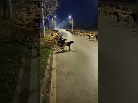 Dogs barking competition