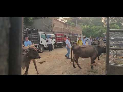 Vacas en Santa Elena Usulutan El Salvador On