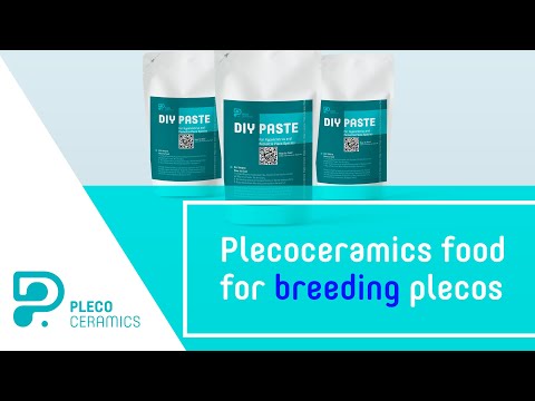 Plecoceramics food for Breeding plecos Here in this video we present our food for Hypancistrus and Peckoltia plecos.
 It is exactly the sam
