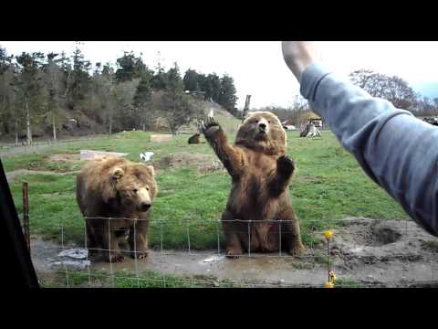 Zobacz, jak reagują niedźwiedzie na pyszne przekąski.