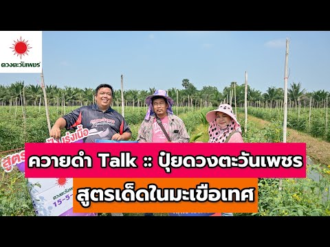 ควายดำTalk::ปุ๋ยดวงตะวันเพช