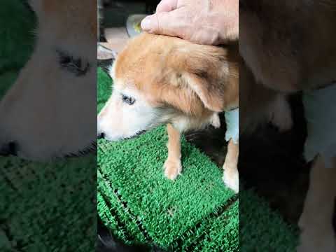 老蘇愛心天使團救助安養的前肢腫瘤犬 紅毛老奶奶 安靜乖巧，親人親狗，喜歡撒嬌討摸摸，令人憐惜疼愛的老奶奶，歡迎愛心天使指定助養