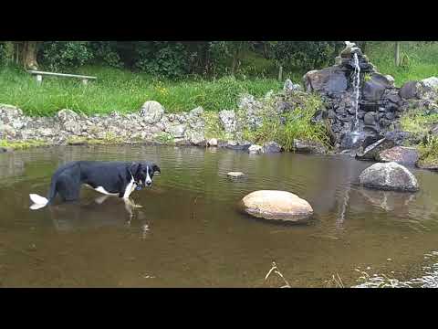 Dog in Pond