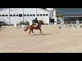 Show jumping horse 4 jarige belofte uit FOR PLEASURE x I'M SPECIAL DE MUZE x VOLTAIRE