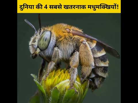 दुनिया की 4 सबसे खतरनाक मधुमक्खियों! 🤔🥺 #facts #animals
