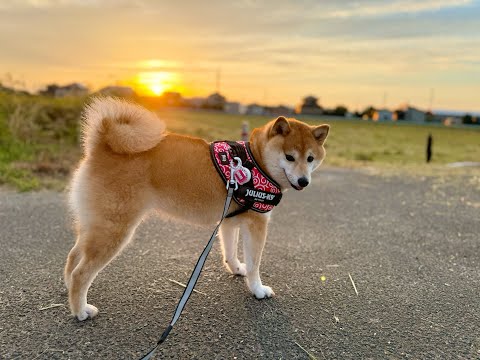 【お散歩】柴犬と朝日を浴びながら朝んぽしたら最高すぎた