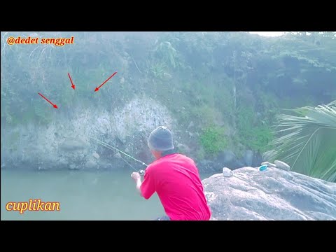 seru dpt yg babon ikannya @senggal87