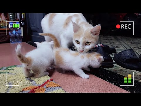Cat Mom and Her One Month Kittens - Adorable Cats and Dogs Family | Viral Cat