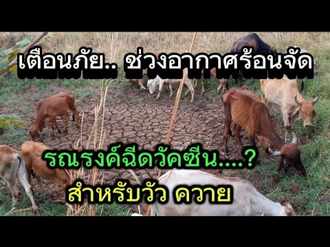 เตือน..เลี้ยงวัว,ควายในช่วงอาก