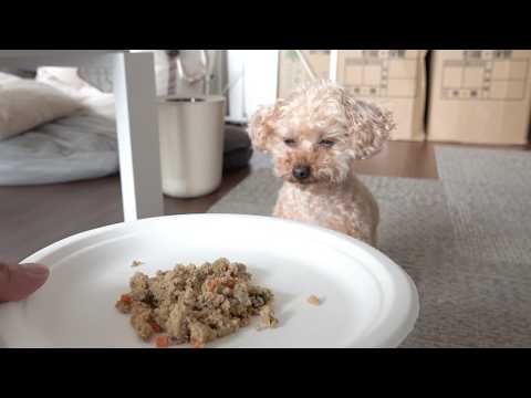 愛犬がご飯を食べてくれません…