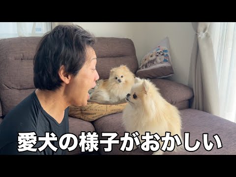 パパが歌を歌うとおかしくなるポメラニアン
