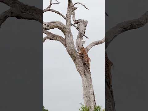 Watch A Leopard Keep Its Kill Safe From Hyenas!