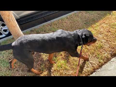MORNING WALK WITH ROSCOE