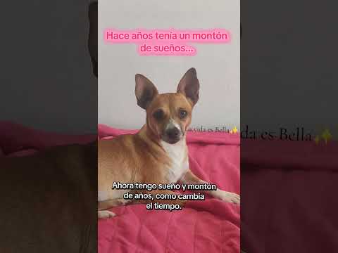 Como cambia el tiempo😩😂#animalshorts #memesviral #perros #sueños #tiempo #cosasdelavida #risa