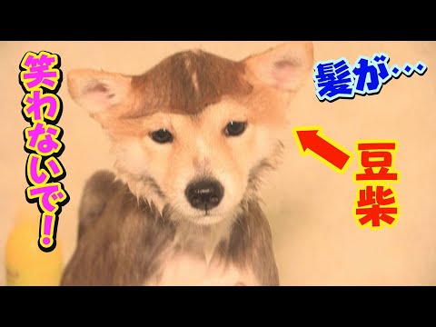 子犬をシャンプーしたら、キリンになりました・・・
