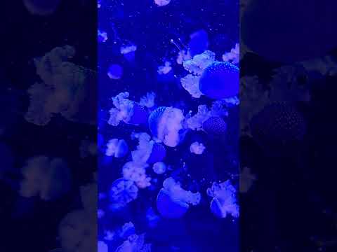 #relaxingmusic #ambientmusic #productivityhacks #aquarium #jellyfish #ocean #relax #relaxation#study