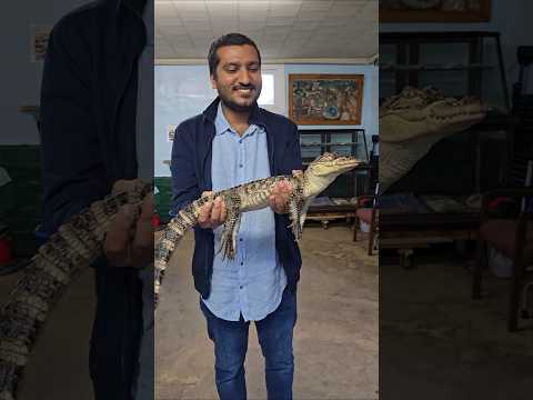 একবার ধরলে আর ছাড়ে না এই পিচ্চি কুমির