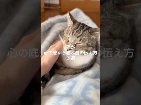 保護猫との暮らしを豊かにする愛情伝え方3選 サムネイル