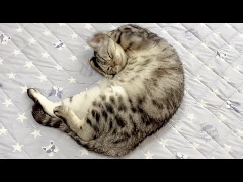 猫の動画サムネイル - かわいいあいちゃんのワンマンショー