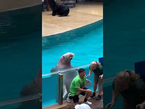 The_gentle_giant_lady,_Slowpoke!_#pacificwalrus_#sweetlady_#splasher #dolphine #shorts