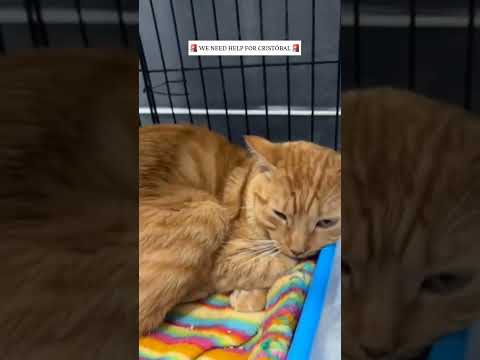Cristóbal is an abandoned kitten who hasn't stopped fighting since <strong>he</strong> came to <strong>us</strong>.