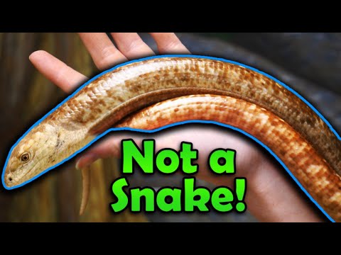 Why Legless Lizards are NOT Snakes!
