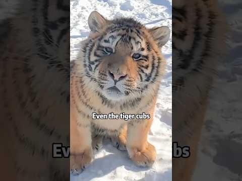 犬の動画サムネイル - The Zoo 🐒🐶🐯 That Cares for Animals Best❤🙏! #animals #zoo #wildlife #panda #tiger #shorts