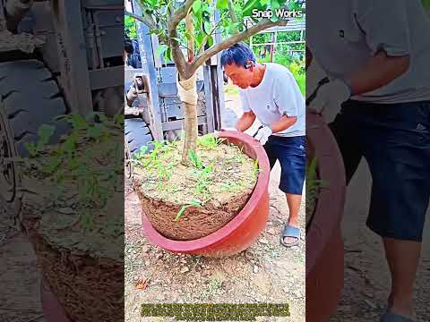 뿌리분 손상 없이 대형 조경수를 안전하게 분갈이하는 전문 이식 공정 #worker #process #horticulture #arborist #planting
