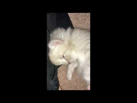 The Most Adorable Ragdoll kitten I am in love with this kitten!