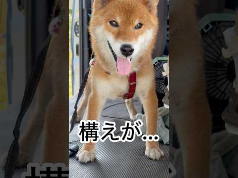 力丸のかわいい日常とカメラ目線の癒しコンテンツ サムネイル